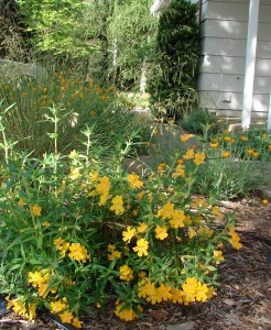Sticky Monkey Flower: great for pollinators and your water bill.