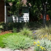 drought tolerant native ca plants replace a lawn