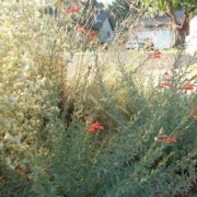 native CA plants bloom in fall