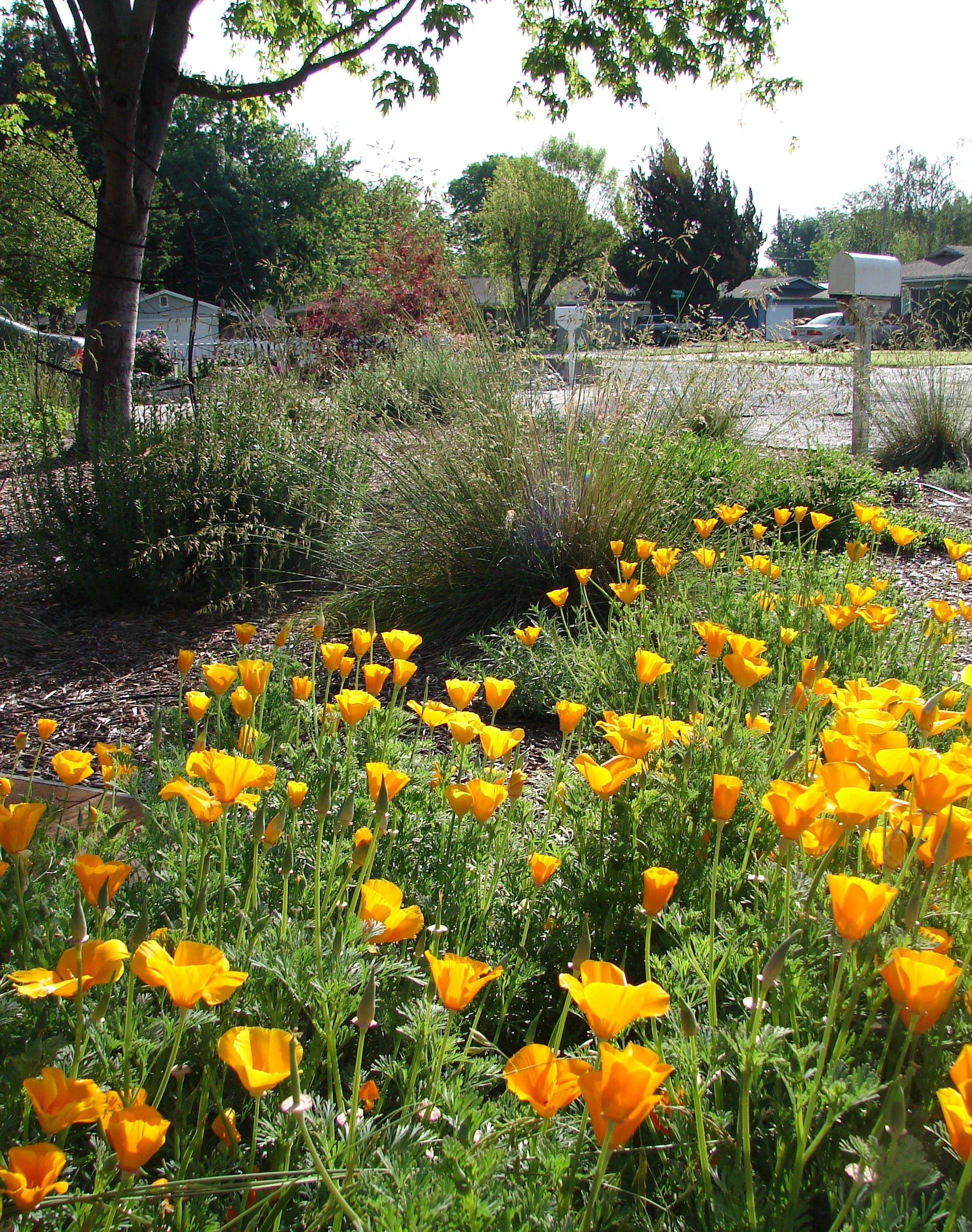drought tolerant and beautiful poppies