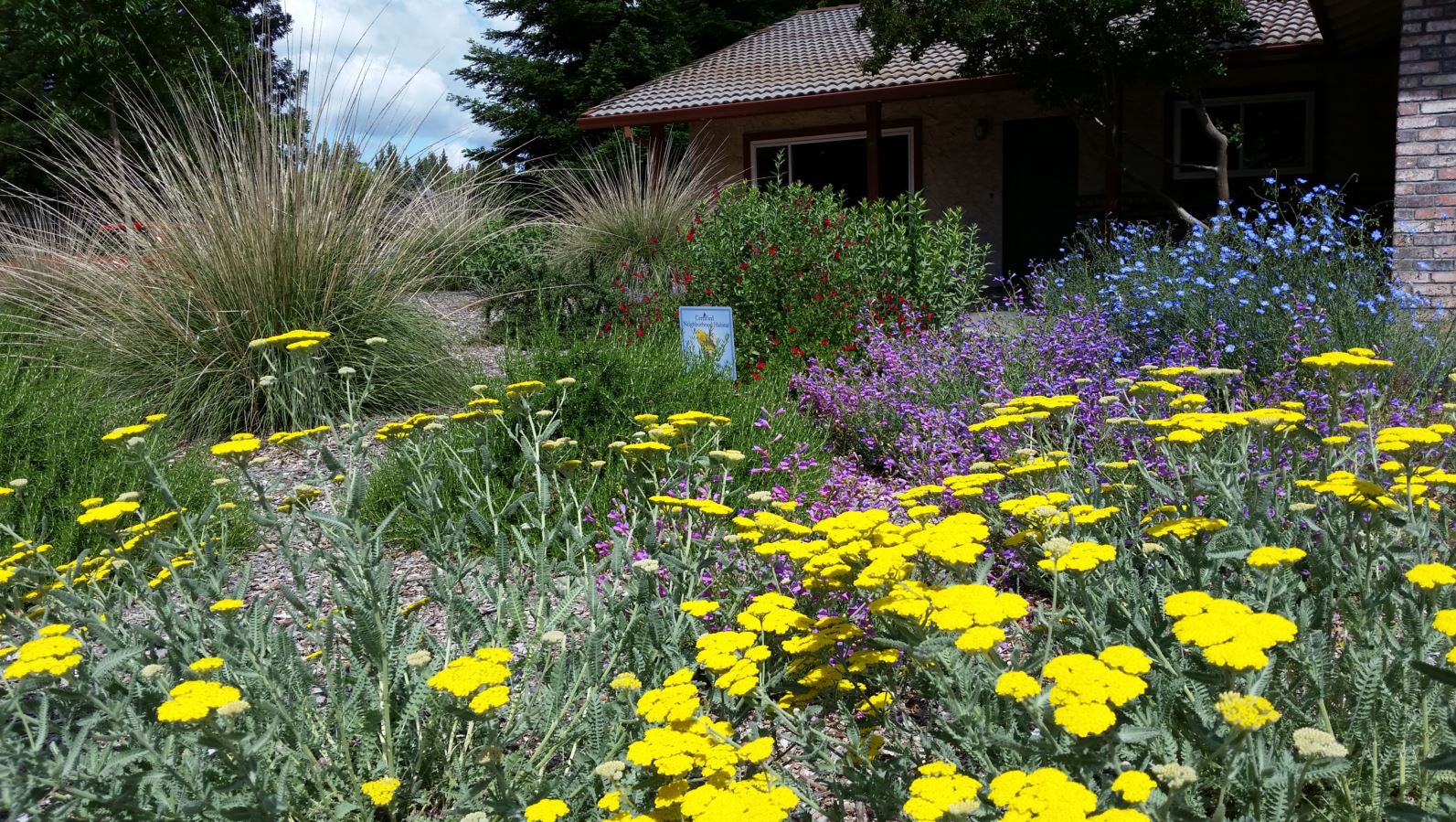 perennials with contrasting color and texture